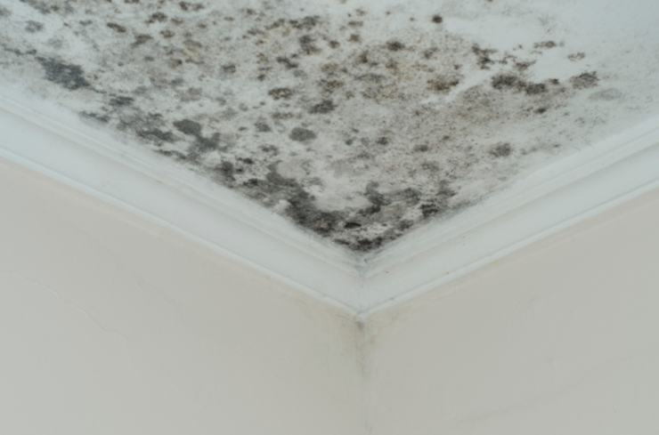 Mold Growth Why Ignoring Small Roof Leaks Can Lead to Bigger Problems