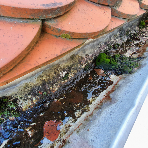 Why Fall Leaves Are Your Gutters’ Worst Enemy