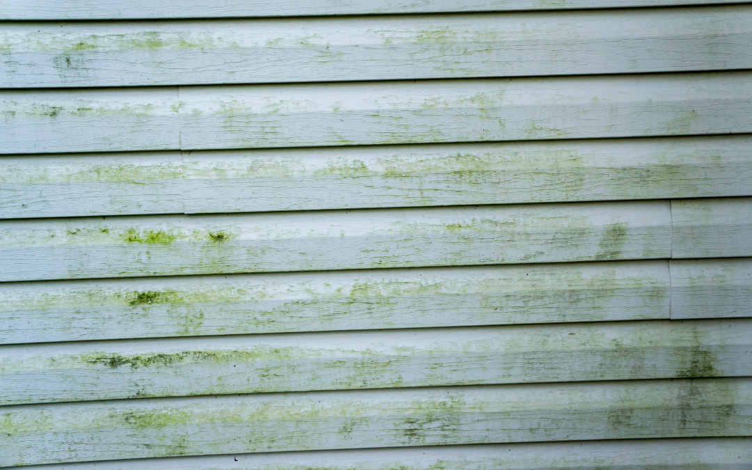 5 Simple Ways to Stop Mold from Growing on Your Home’s Siding 5 Simple Ways to Stop Mold from Growing on Your Home’s Siding | Prevent Mold on Siding