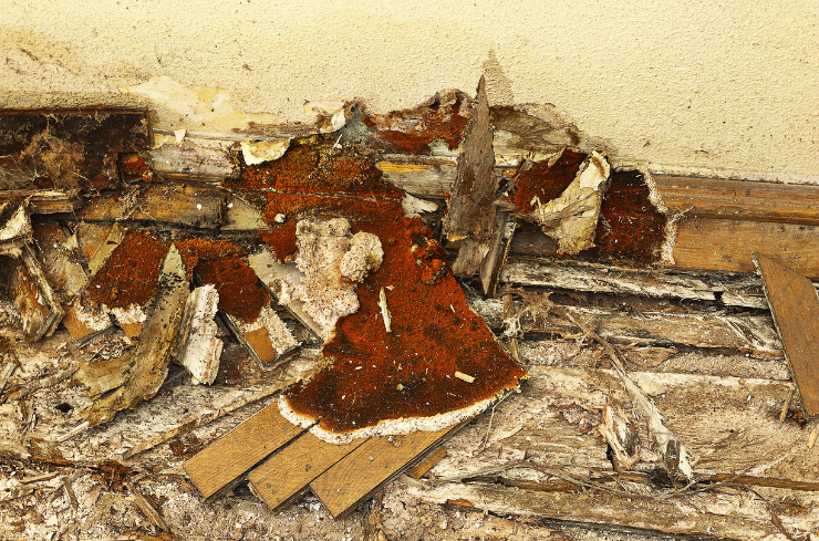 Dry rot Why Summer Is the Perfect Time to Replace Rotted Wood Around Your Home