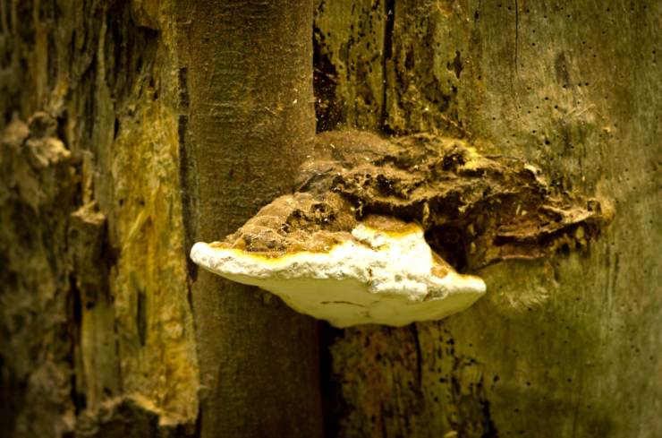Fungal Growth Why Summer Is the Perfect Time to Replace Rotted Wood Around Your Home