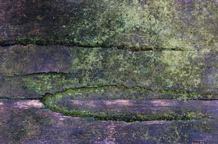 Musty smell Why Summer Is the Perfect Time to Replace Rotted Wood Around Your Home
