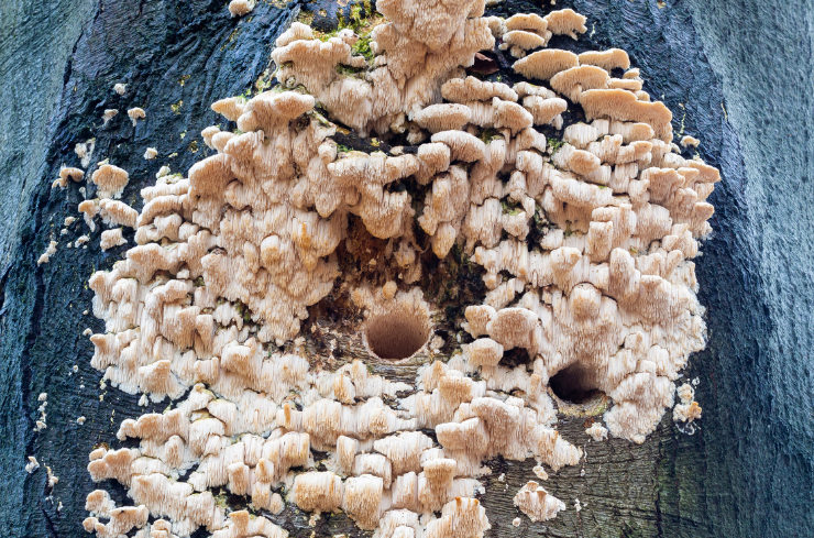 Soft or spongy wood Why Summer Is the Perfect Time to Replace Rotted Wood Around Your Home
